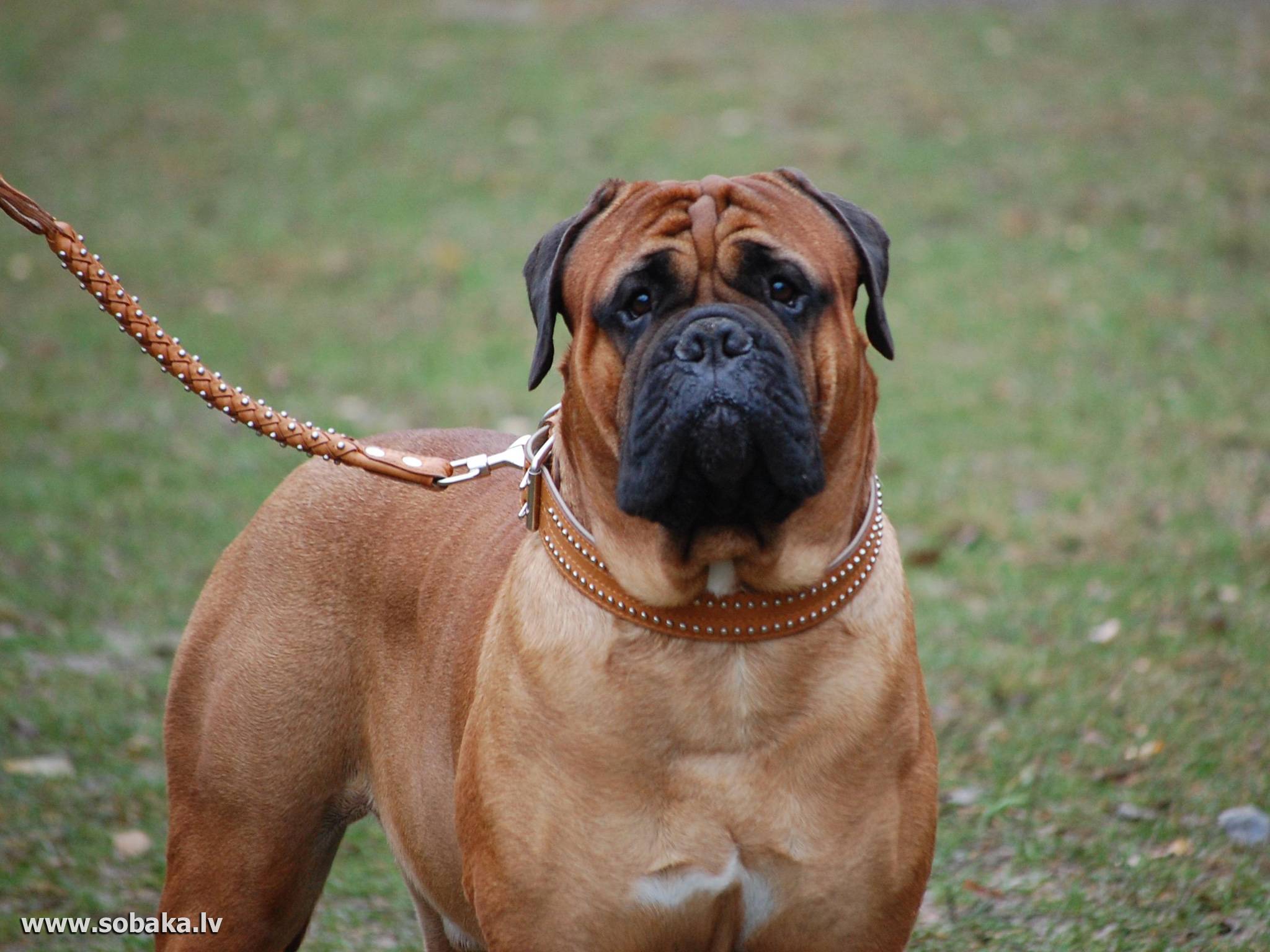 Бульмастиф – фото собаки, характеристика породы, цена щенка