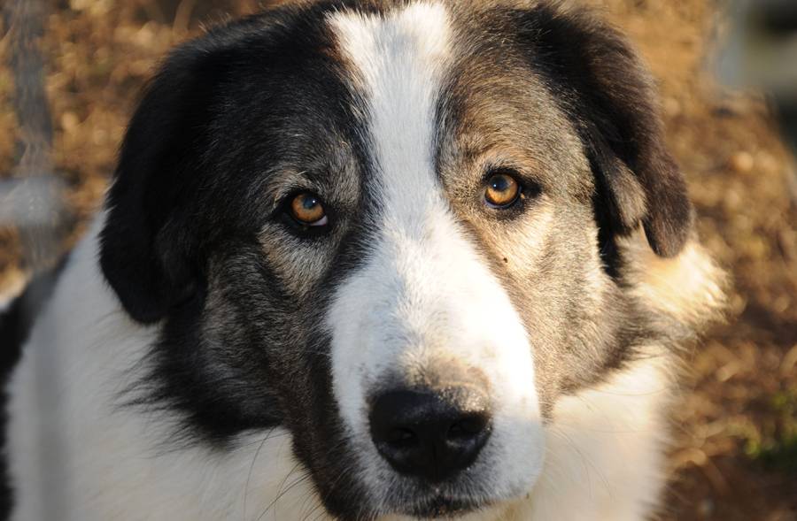 Анатолийская овчарка собака. описание, особенности, уход и цена породы
