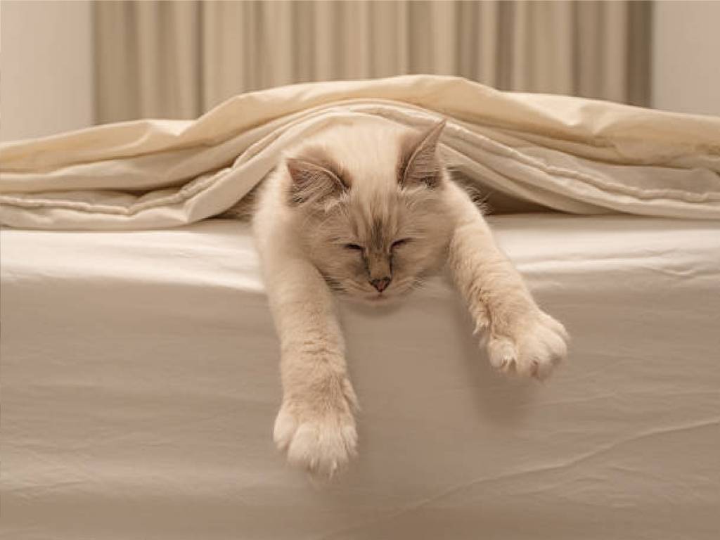 Почему кошки спят на человеке?