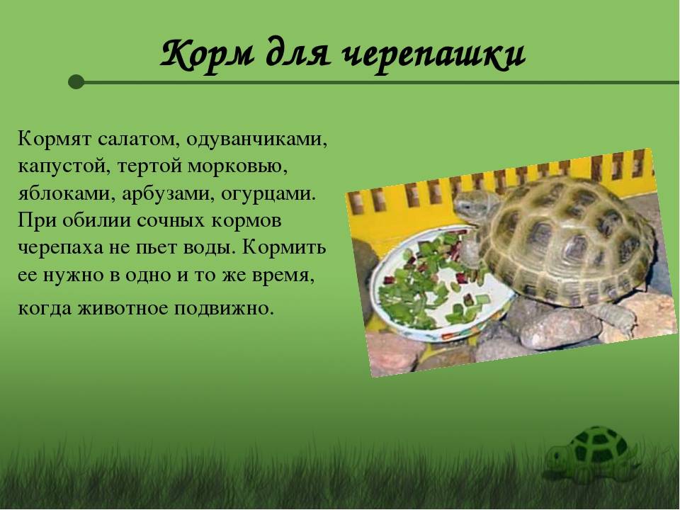 Черепаха: ее повадки, образ жизни, места обитания, видео, фото