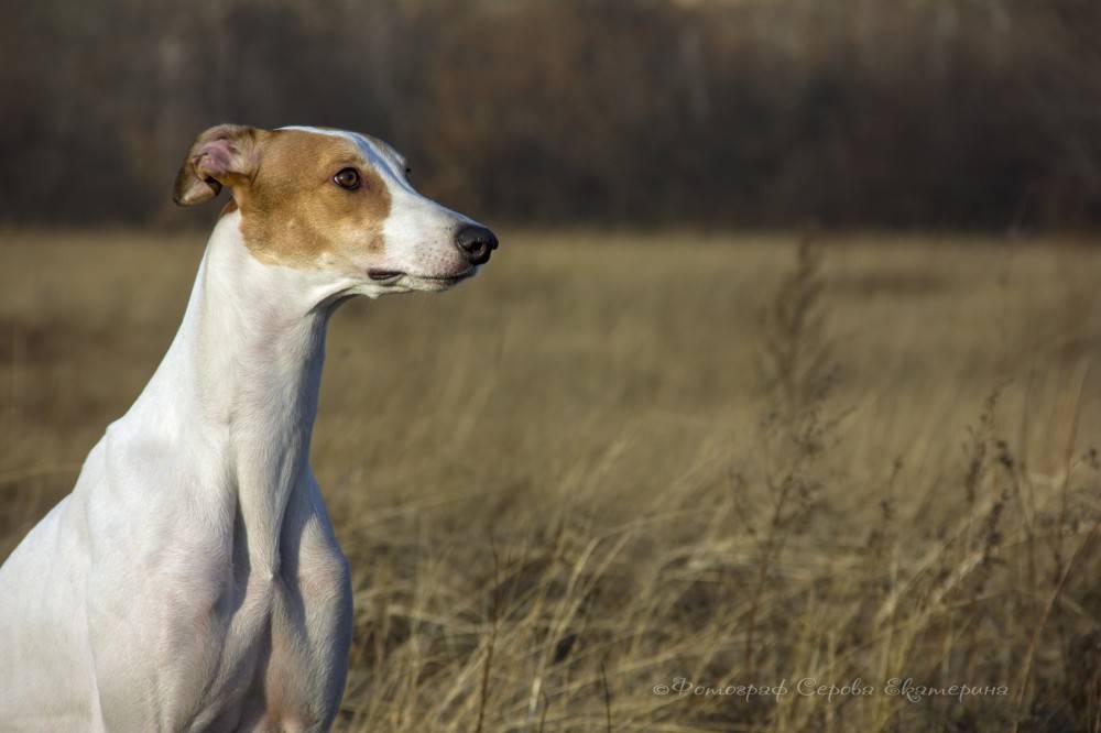 Охотничьи породы собак: список представителей с фотографиями, названиями, описаниями и ценами
