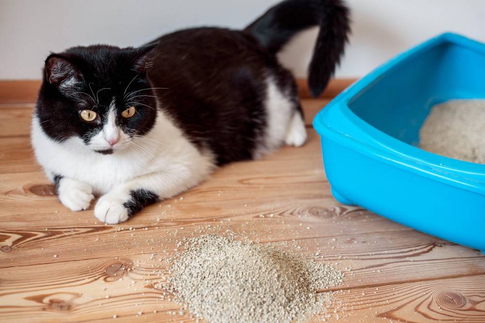 Чем можно помочь коту, который не может пописать в домашних условиях