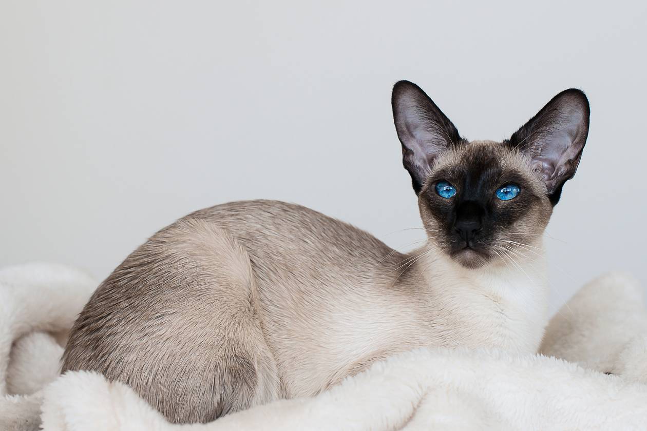 Cиамская кошка: описание породы-20 фото, стоимость котенка