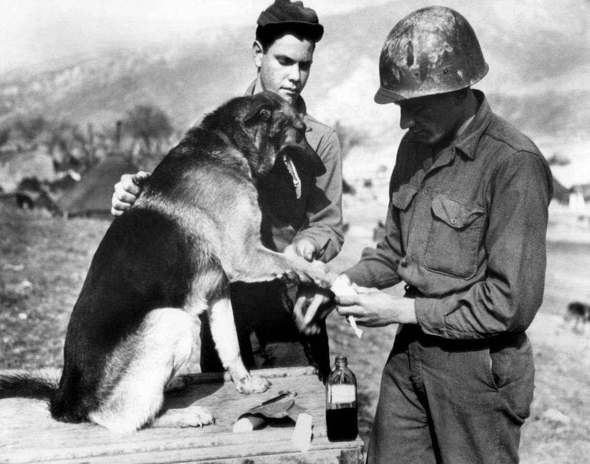 Собаки во время великой отечественной войны. подвиги собак во время великой отечественной войны