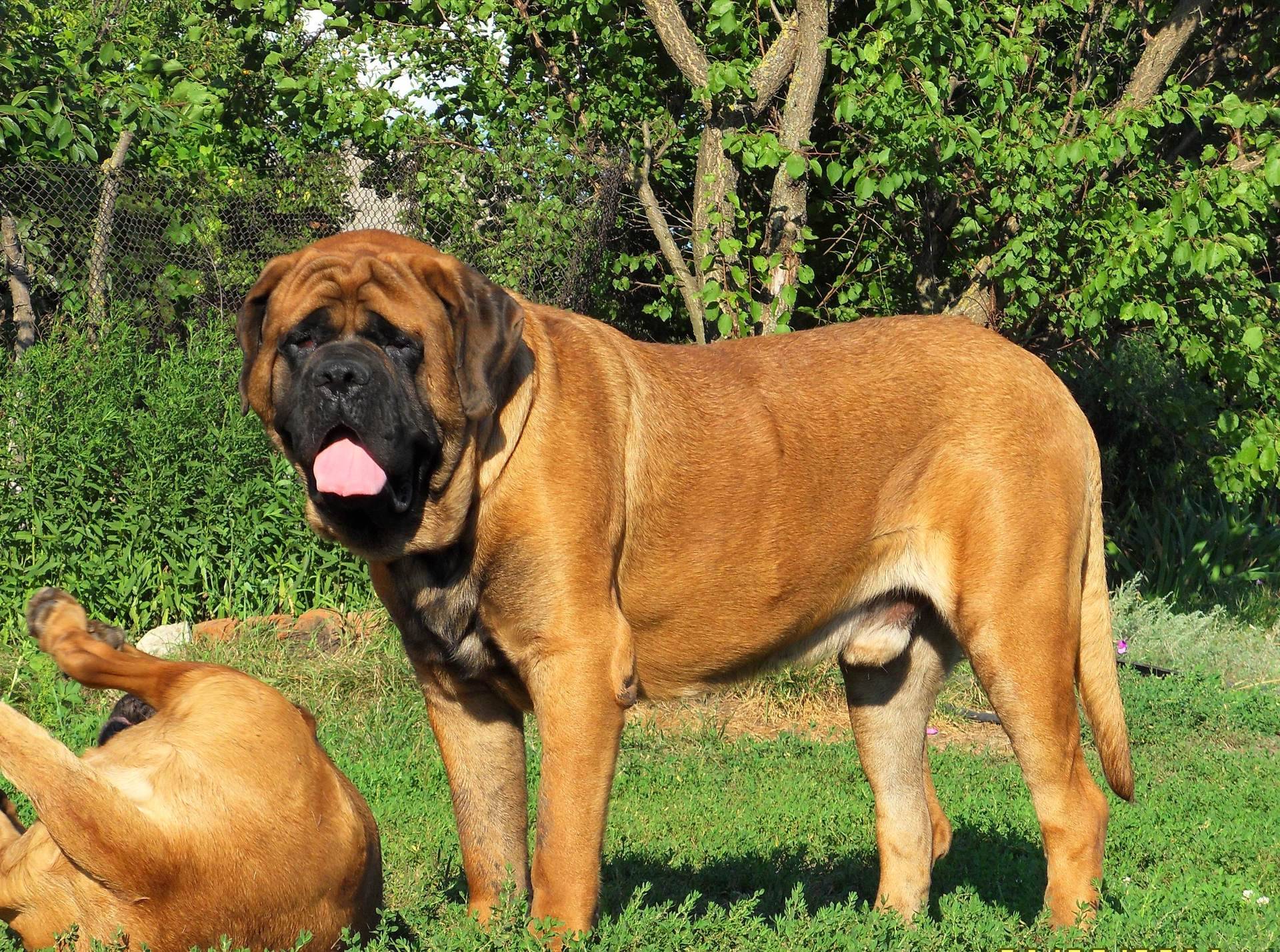 Самые большие породы собак