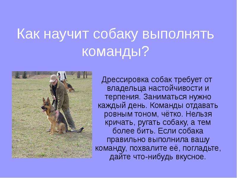 Как научить собаку команде апорт: что значит команда апорт, процесс обучения, дрессировки - dogtricks.ru