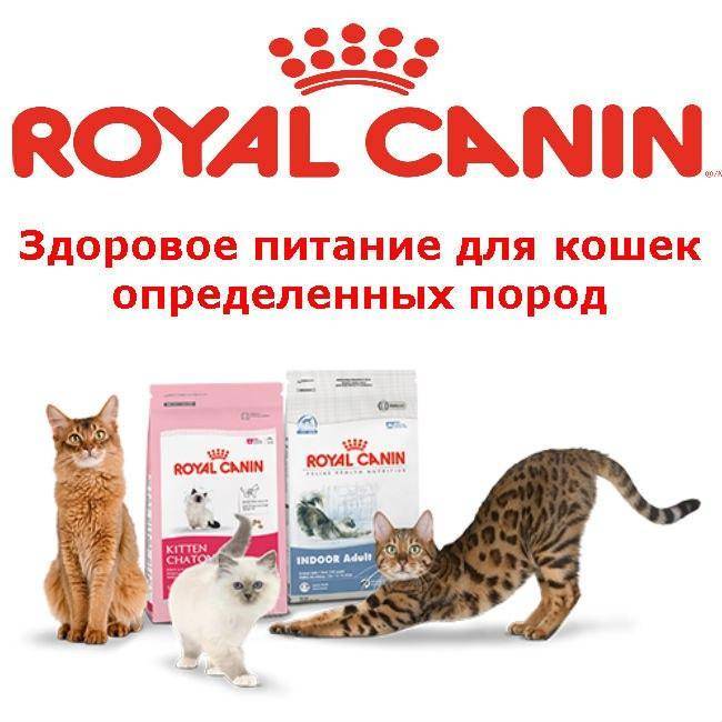 Описание и состав корма «роял канин» для кошек и котят