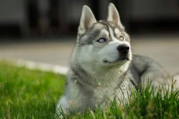 Хаски с разными глазами: почему так бывает и какими должны быть - карими, зелеными, серыми и бывают ли разноглазыми щенки