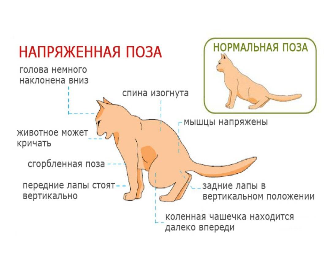 Цистит у кошек:  симптомы и лечение в домашних условиях