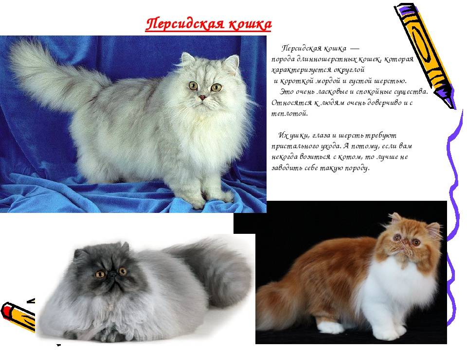 Персидская кошка: описание породы и характеристики