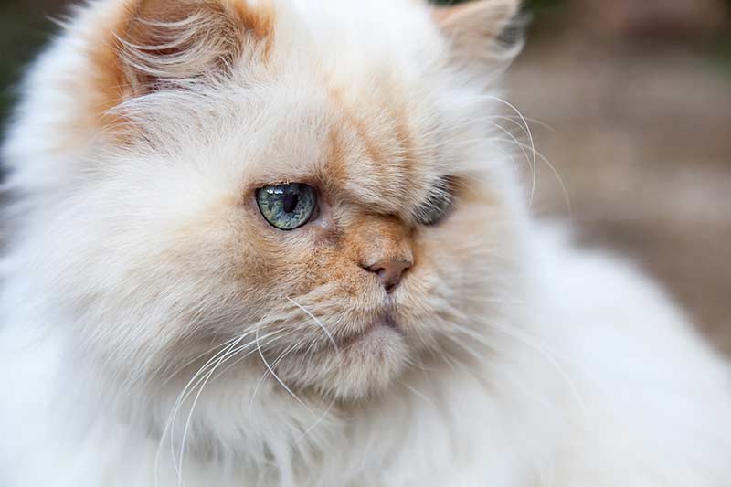 Кошка гималайской породы: описание, характер, советы по содержанию и уходу, фото