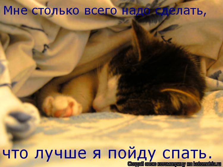 Как отучить кота спать в постели хозяев