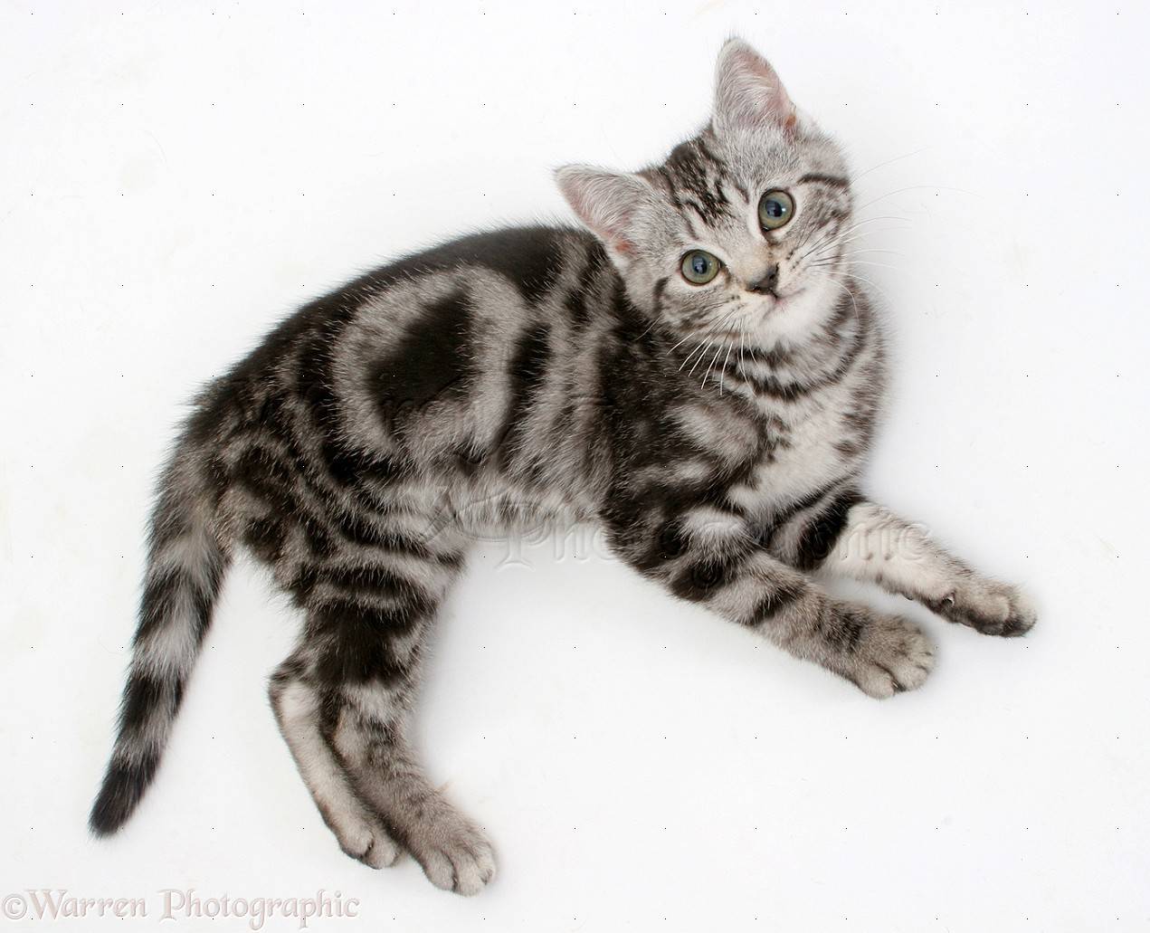 Кошки окраса табби (25 фото): перечень пород котов серебристого, тигрового, лилового и других окрасов, цвет котенка линкс-пойнта