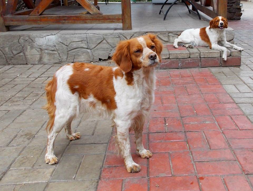 Бретонский эпаньоль - описание породы и характер собаки