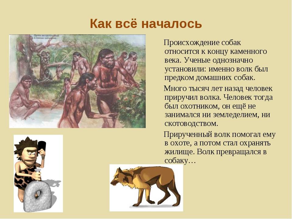 Происхождение и эволюция собак.