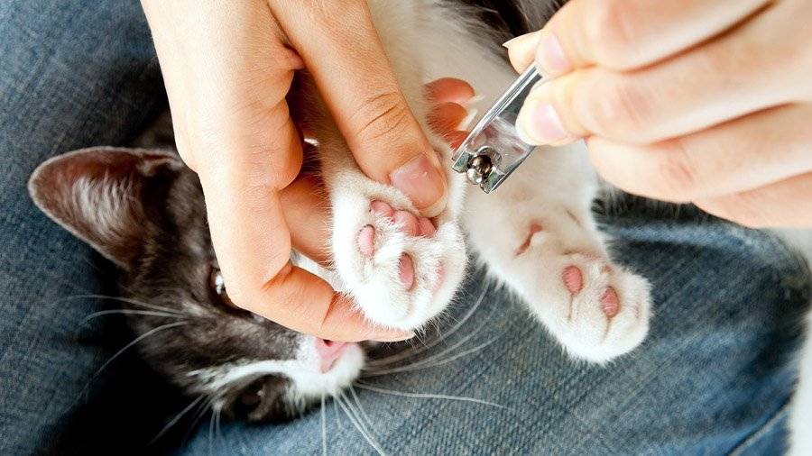 Как самостоятельно подстричь кота ножницами?