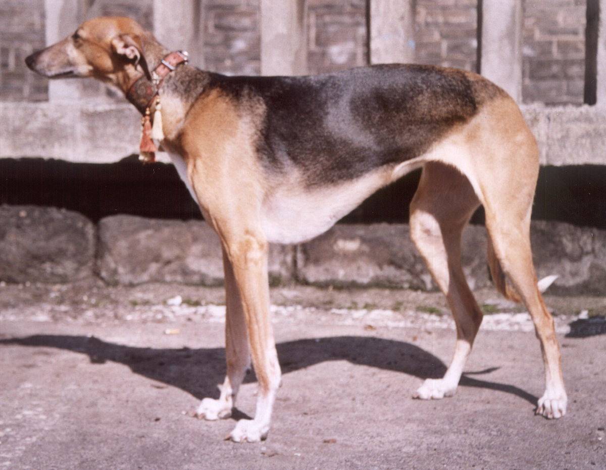 Борзые собаки: топ – 20 пород с фото, названиями, описанием