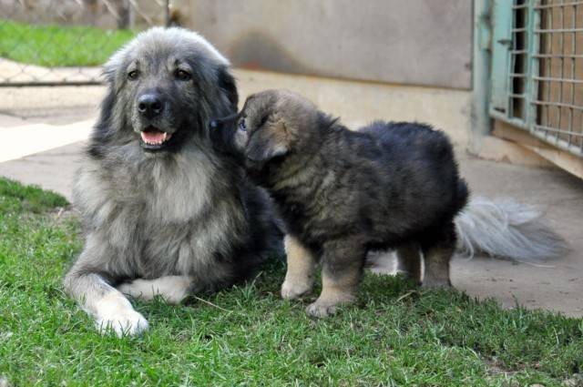 Немецкая овчарка: описание породы, характеристика собаки и щенка, фото, цена