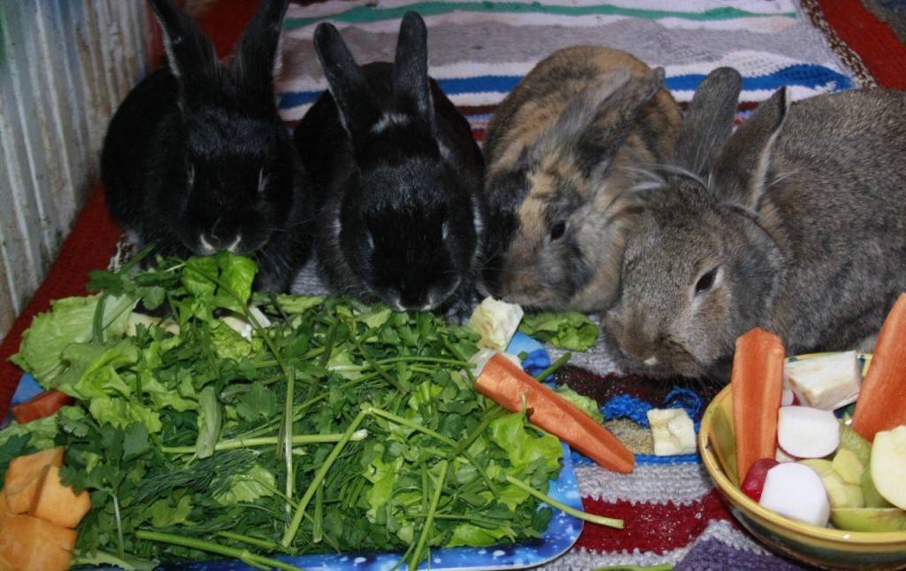 Можно ли кролику давать хлеб: польза и вред, как правильно добавлять в рацион