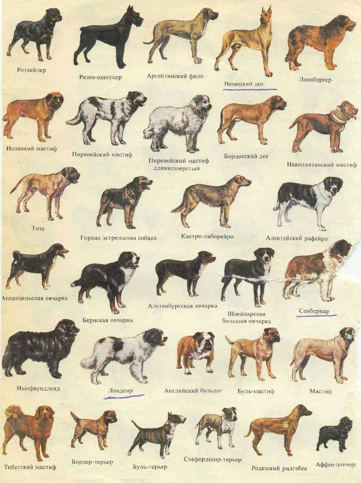 Самые древние породы собак