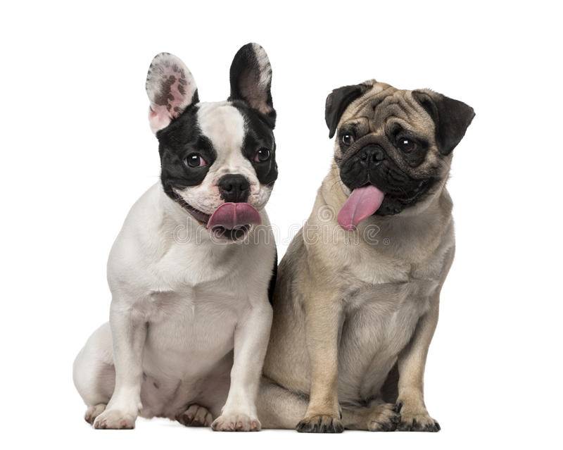 Бостон-терьер и французский бульдог: отличия собак в характере и окрасе, и кого выбрать в качестве домашнего любимца