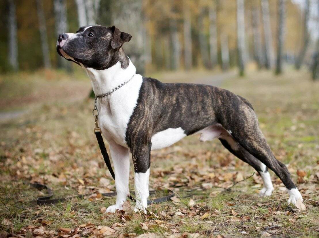 Бладхаунд: описание породы, характер собаки и щенка, фото, цена
