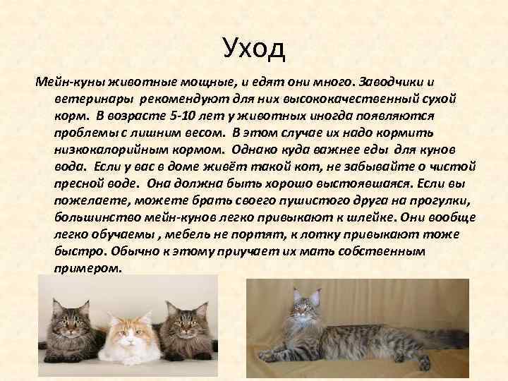 Мейн-кун: порода кошек, описание, фото