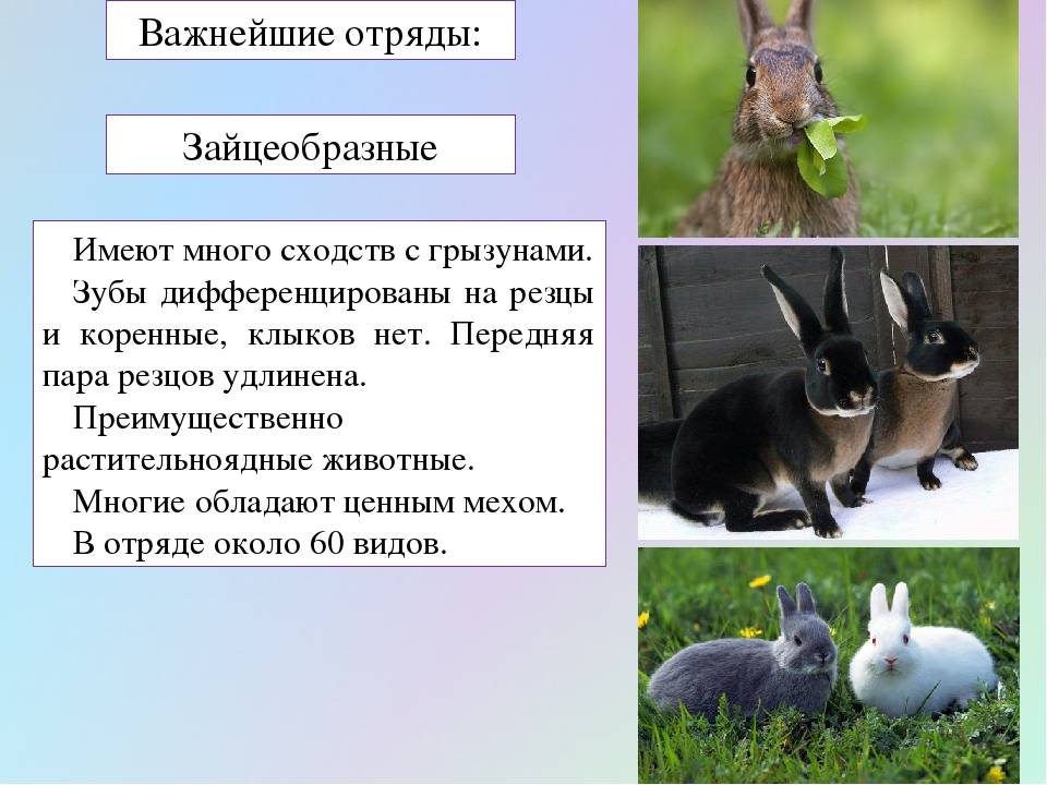 Кролик: декоративные и домашние, какое семейство, как определить возраст,