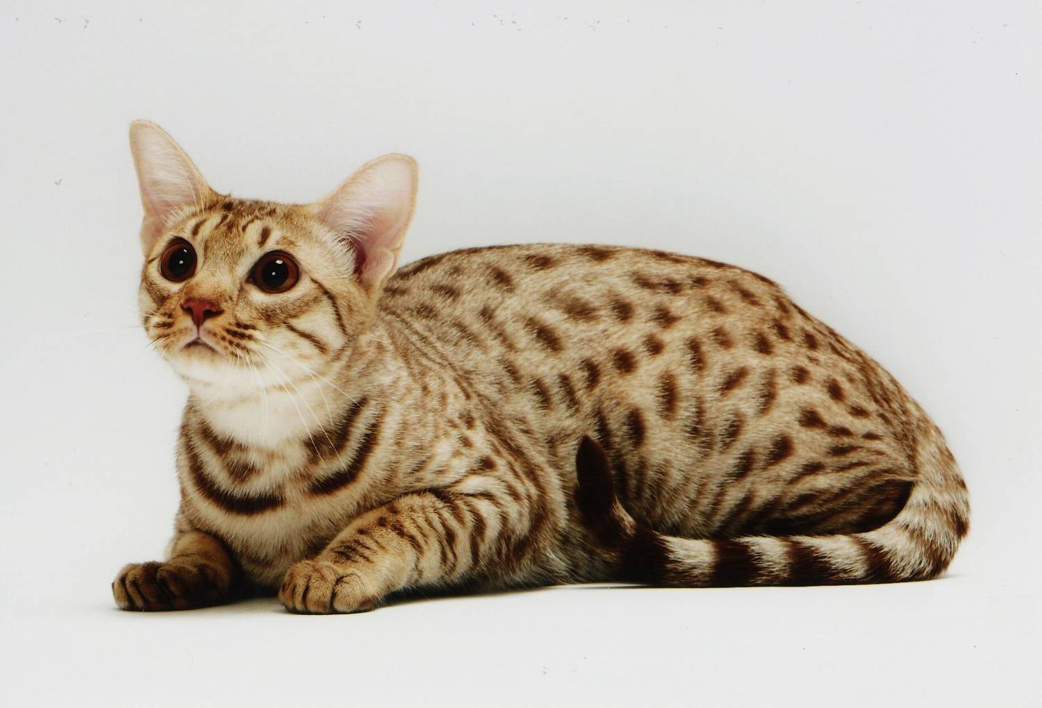 Оцикэт кошка: подробное описание, фото, купить, видео, цена, содержание дома
