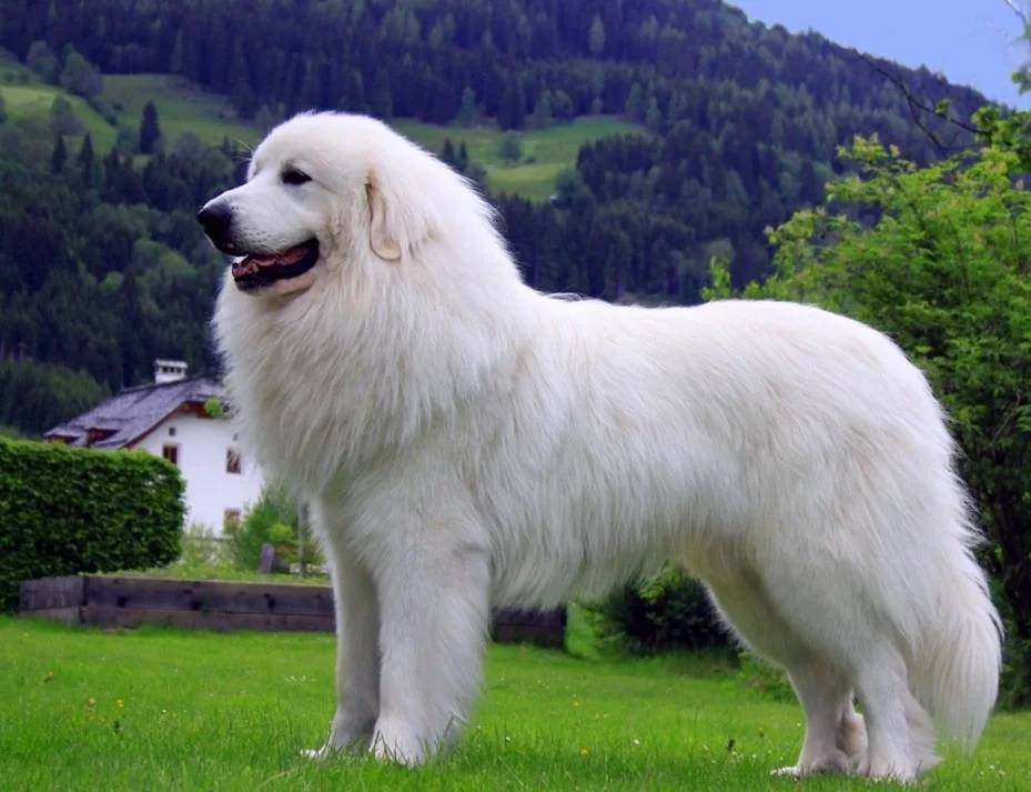 Пиренейская горная собака: описание породы, содержание и уход, фото