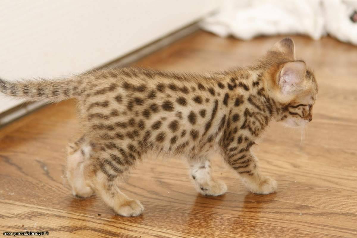 Самые дорогие кошки (55 фото): дорогостоящие породы котов с названиями, топ-10 самых дорогих котят в мире, редкие домашние кошки