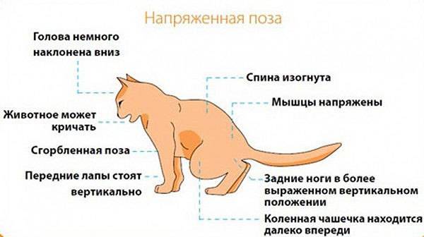 Гидроторакс у кошек, причины и лечение водянки | ветклиника берлога