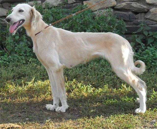 Порода собак тазы - описание, характер, характеристика, фото тазы и видео, цена казахской борзой