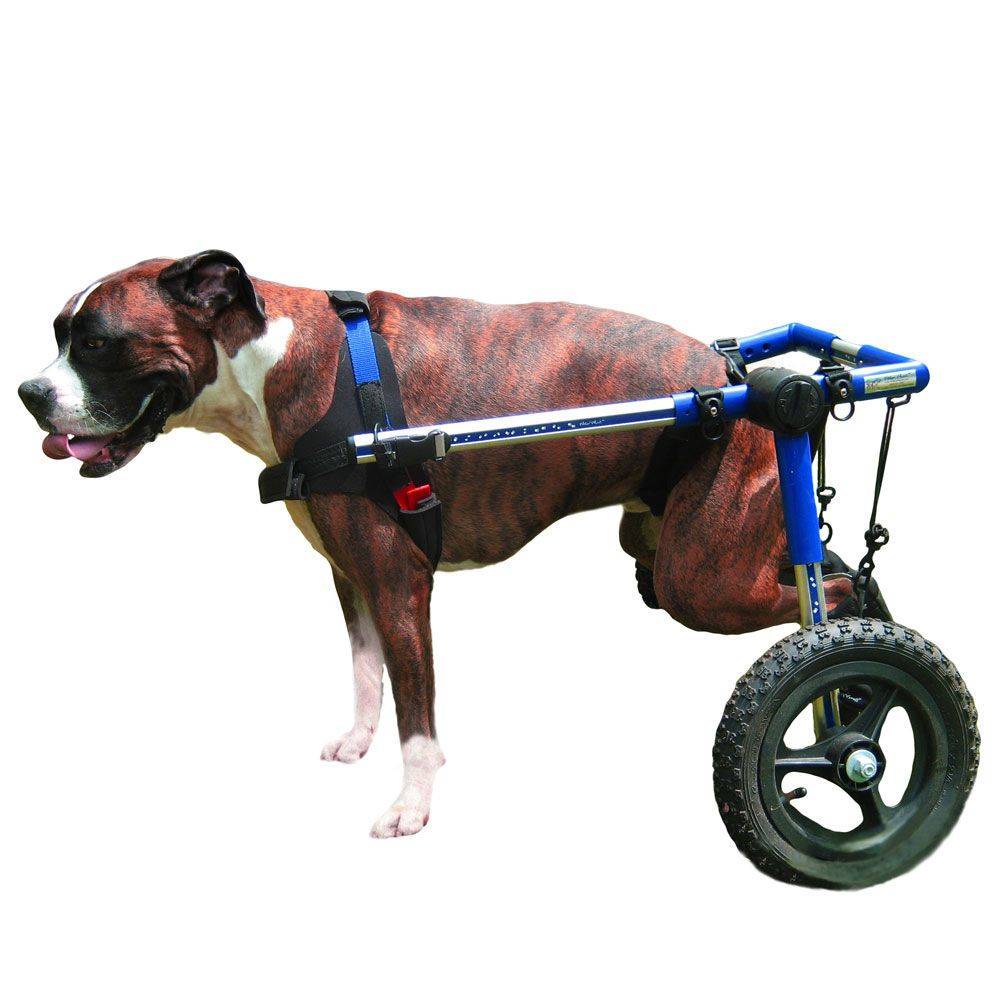 Особенности конструкции инвалидных колясок для собак: разновидности и характеристики