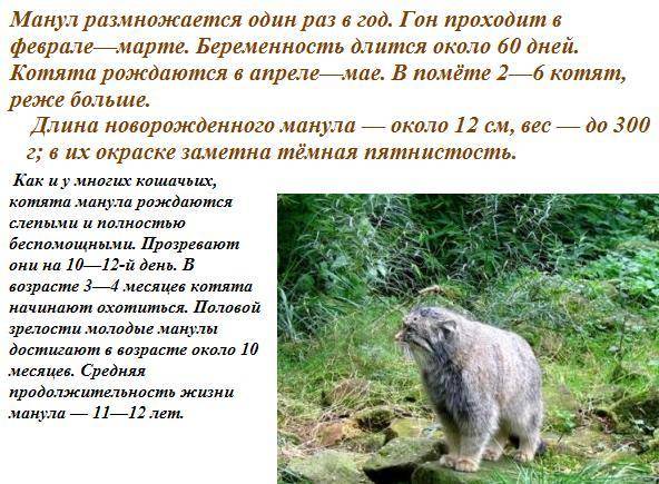Дикая кошка манул (палласов кот): фото, описание породы, цена