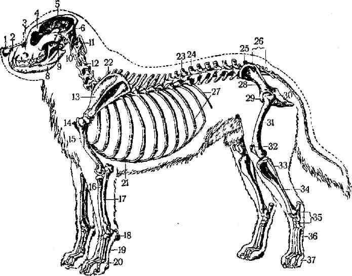 Скелет собаки: анатомия черепа, строение ребер и внутренних органов
