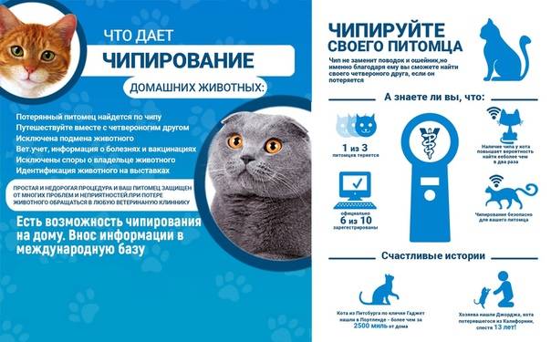 Чипирование домашних животных: плюсы и минусы