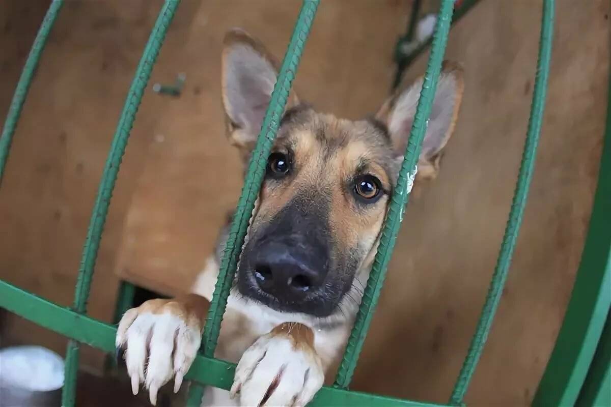 Приют в рязани собачий фото собак