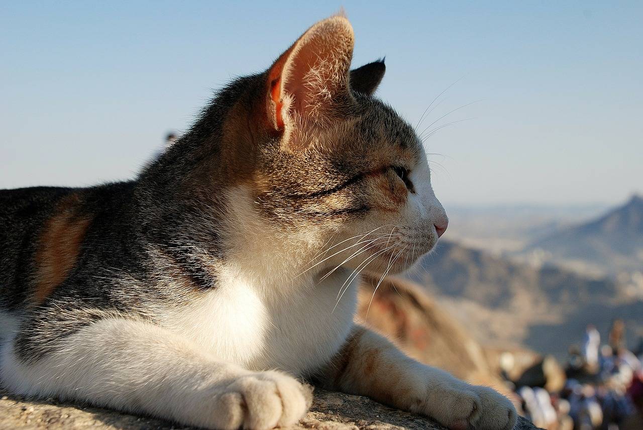 Эгейская кошка (эгейский кот)
