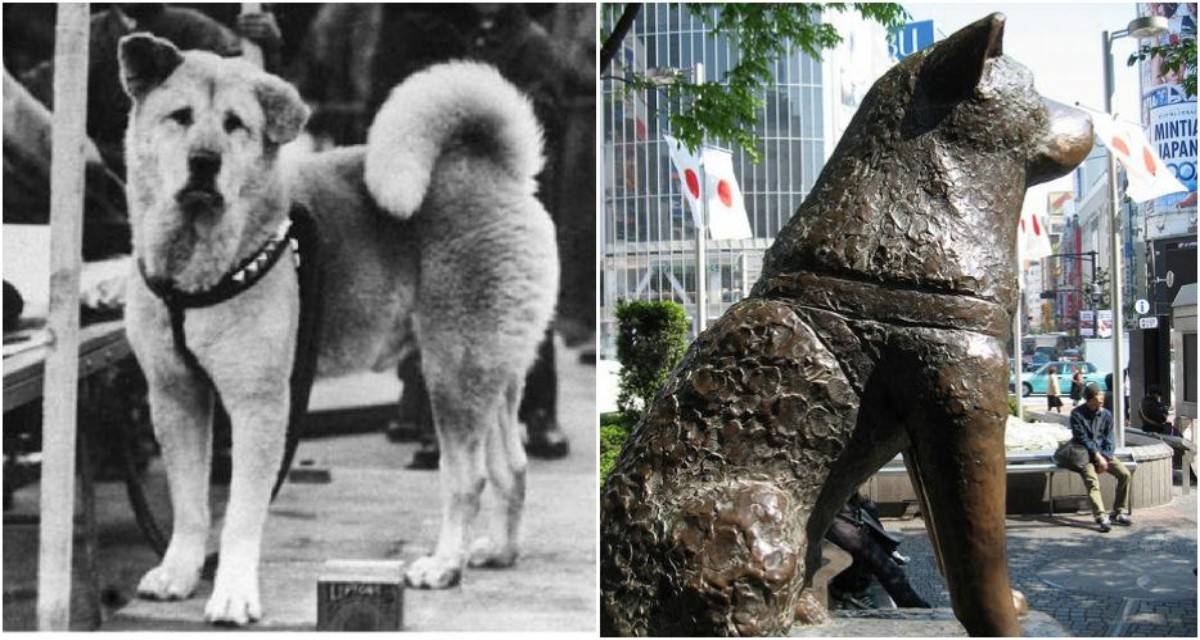 Порода собаки из фильма хатико — акита-ану (фото и цена) | «дай лапу»