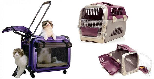 Перевозка кошек в самолете - правила авиакомпаний, выбор переноски, подготовка документов