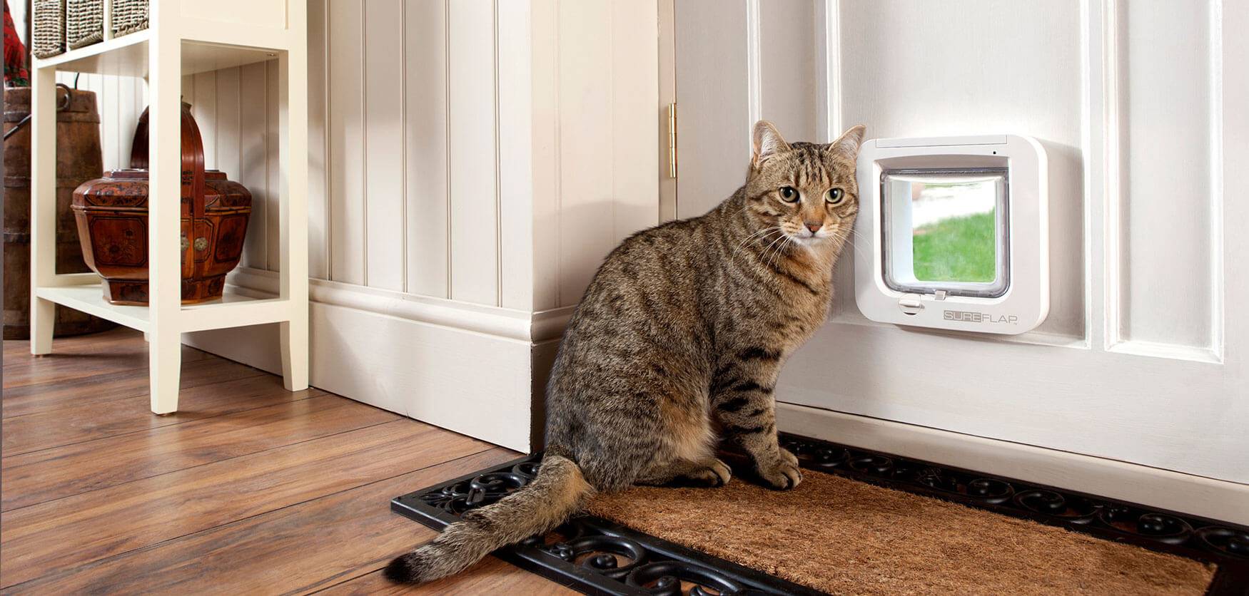 Дверца для кошки в дверь: виды, особенности выбора и как сделать своими руками