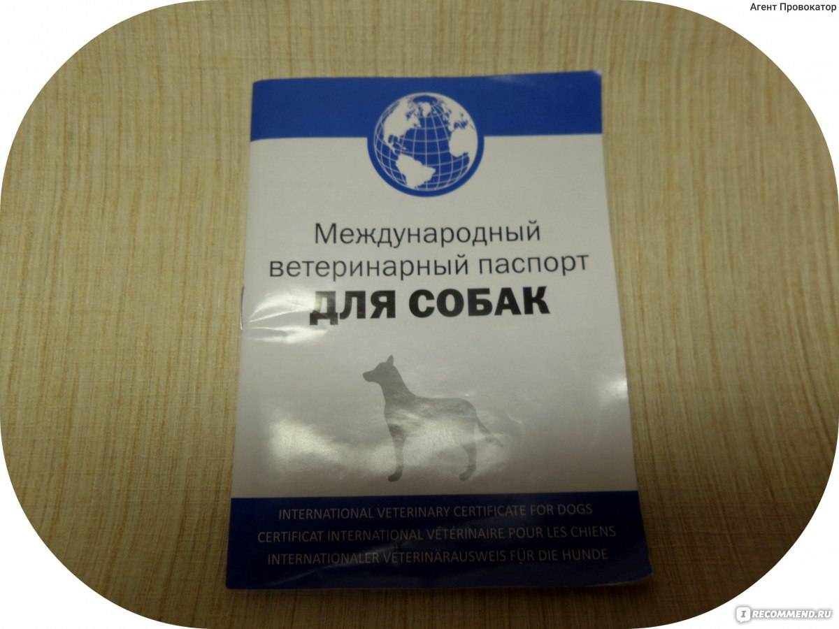 Ветеринарный паспорт. оформление ветпаспорта в москве