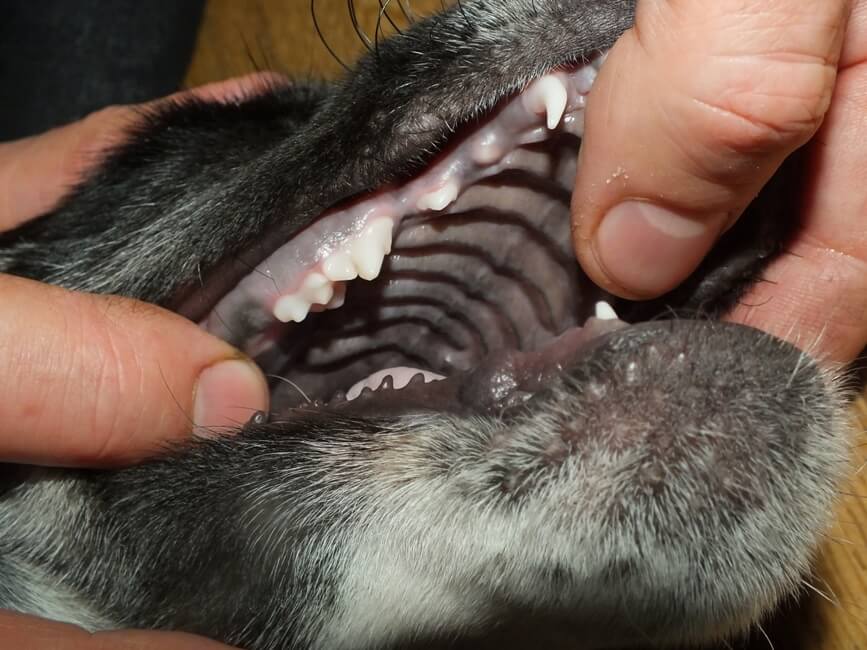 Молочные зубы у собак. когда меняются зубы у щенков