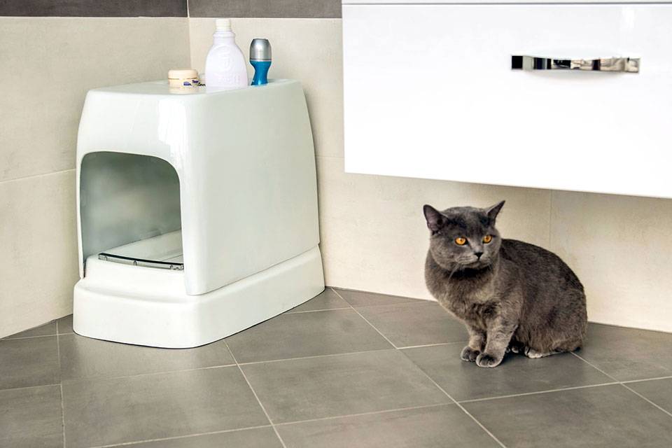 Туалет для кошек — какой лучше выбрать? обзор, советы и рекомендации