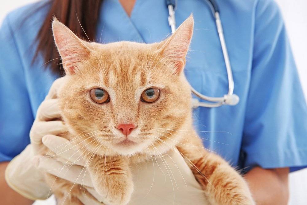 Цистит у кота: симптомы и лечение в домашних условиях