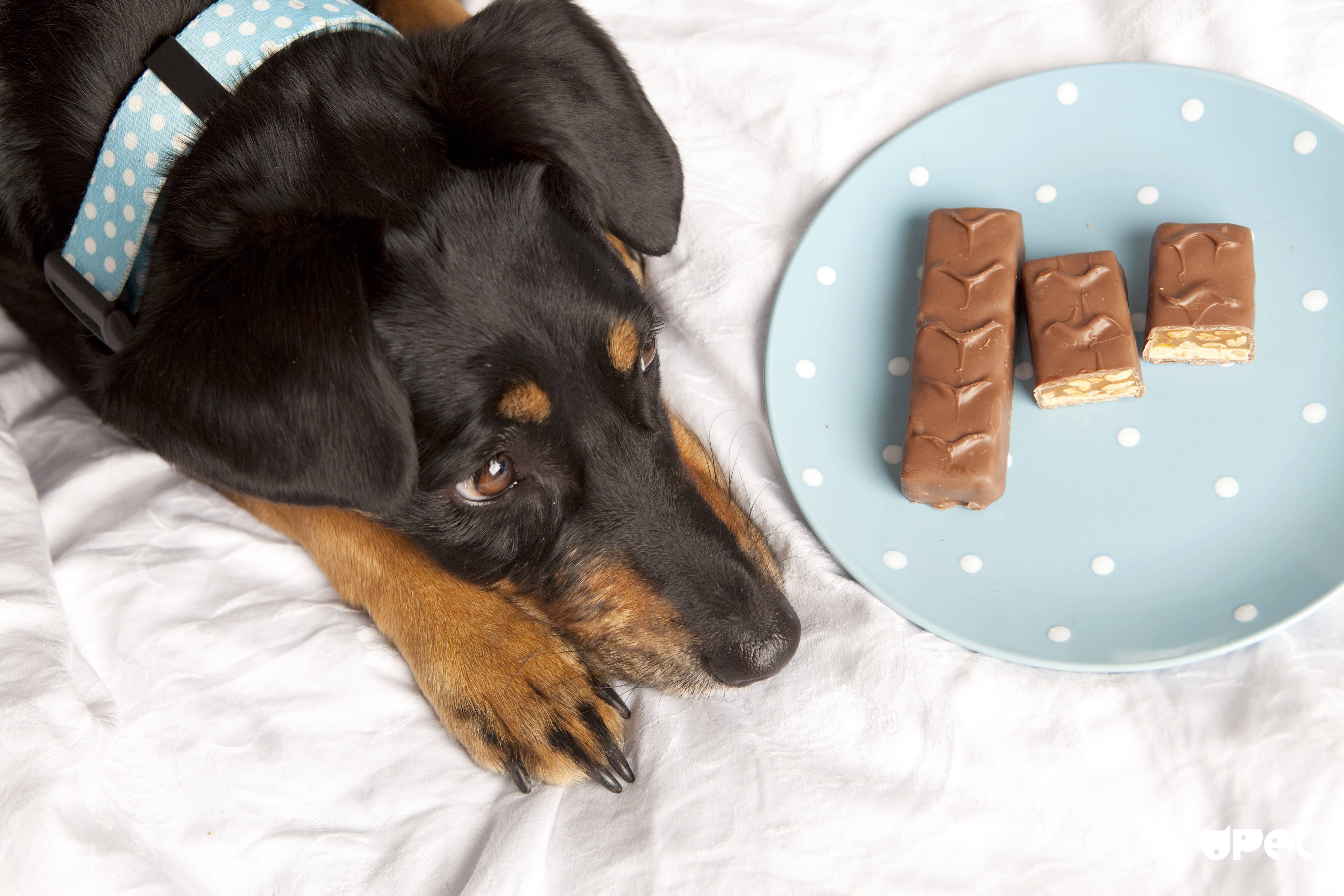 Почему собакам нельзя шоколад? опасность и смерть в шоколаде
