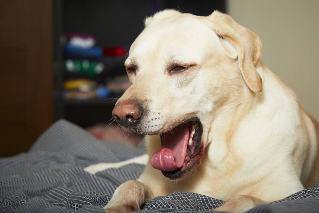 Почему собака часто и тяжело дышит открытым ртом, высунув язык: причины учащенного дыхания, лечение одышки