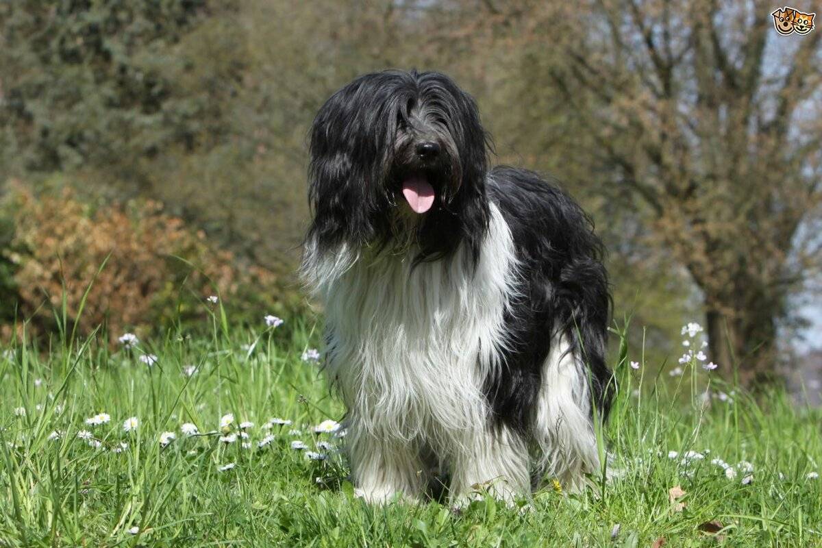 Порода собаки шапендуа (голландская овчарка шапендус): характеристики, фото, характер, правила ухода и содержания