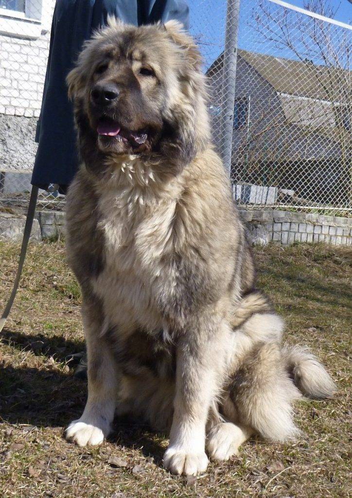Кавказская овчарка: описание породы собаки, характеристика, фото